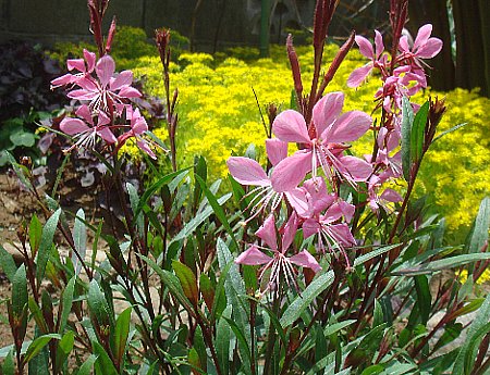 ガウラ・白蝶草 発芽苗 【1苗】初夏～晩秋までお花が咲き出根草です。 ガウラ・白蝶草 発芽苗 【1苗】初夏～晩秋までお花が咲き出根草です